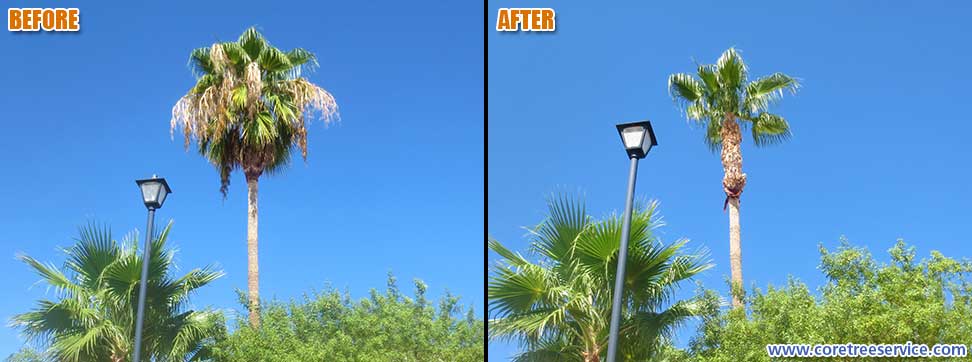 Before & After, Fan Palm In Glendale, 85308