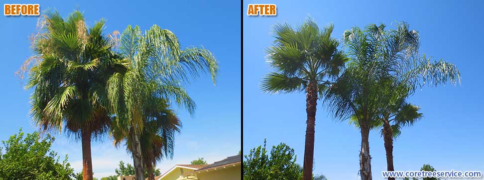 Before & After, Two Fan Palms & One Queen Palm In Phoenix, 85013