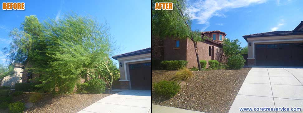Before & After, Palo Verde tree breaks after storm near Norterra in north Phoenix, 85085