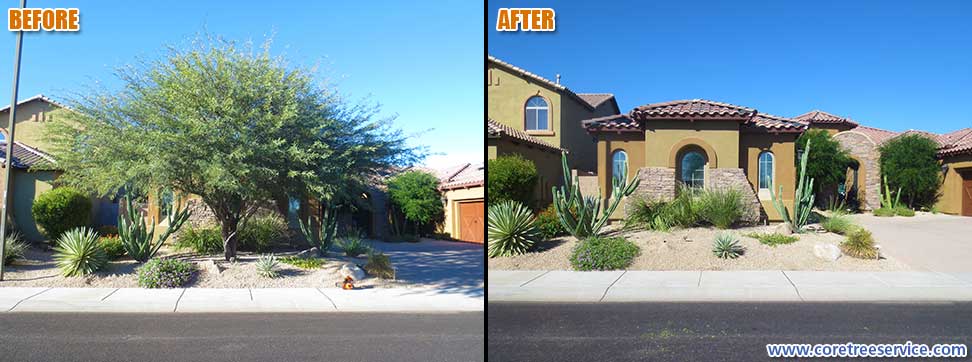 Before & After, removal of a Mesquite tree in Phoenix, 85050