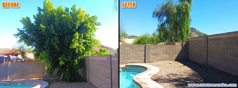 Before & After, removal of a Ficus tree in Glendale, 85308