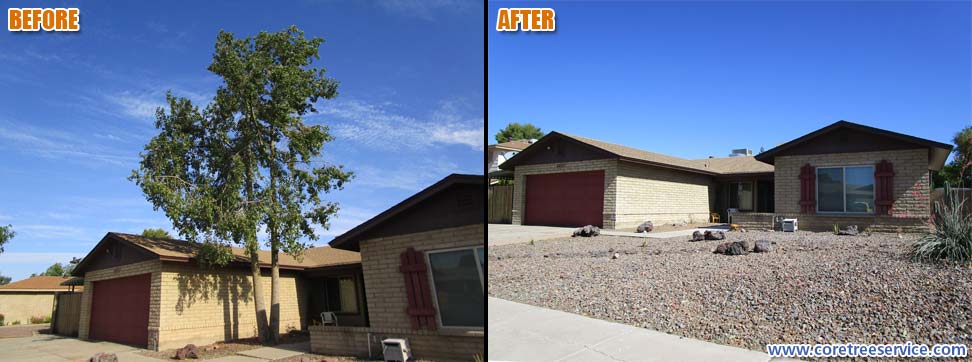 Before & After, removal of an Australian Bottle tree in Glendale, 85304