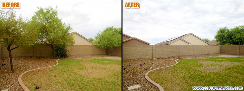 Before & After, removal of 2 African Sumac Trees & 1 Mesquite Tree in Peoria, 85383