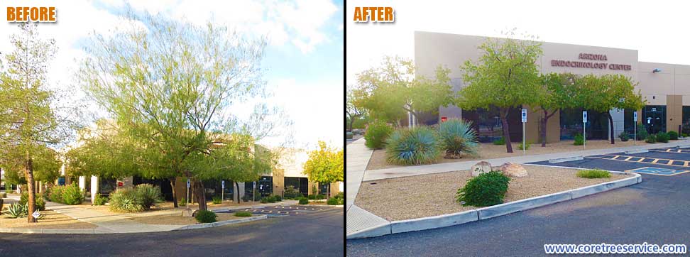Before & After, removal of a Honey Mesquite tree in Phoenix, 85053