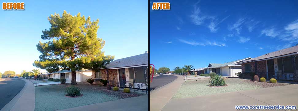 Before & After, removal of a Pine tree in Sun City, 85373