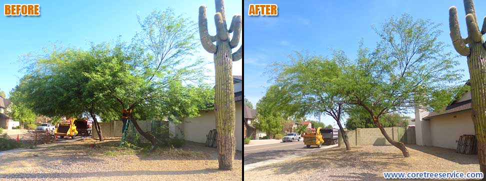 Before & After, trimming & thinning two Mesquite trees in Glendale, 85304