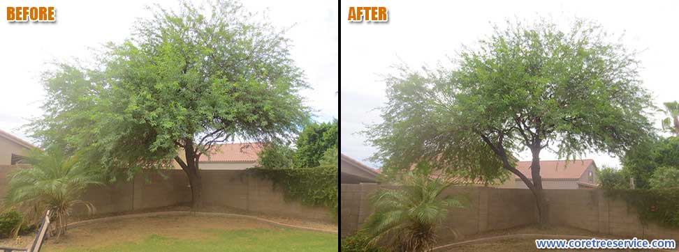 Before & After, trimming & thinning a hybrid Mesquite tree in Glendale, 85308