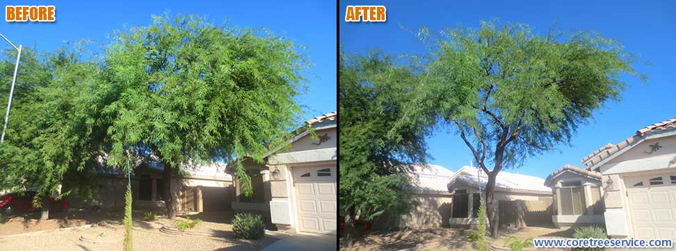 Before & After, significant cut back on a Mesquite tree in Peoria, 85382