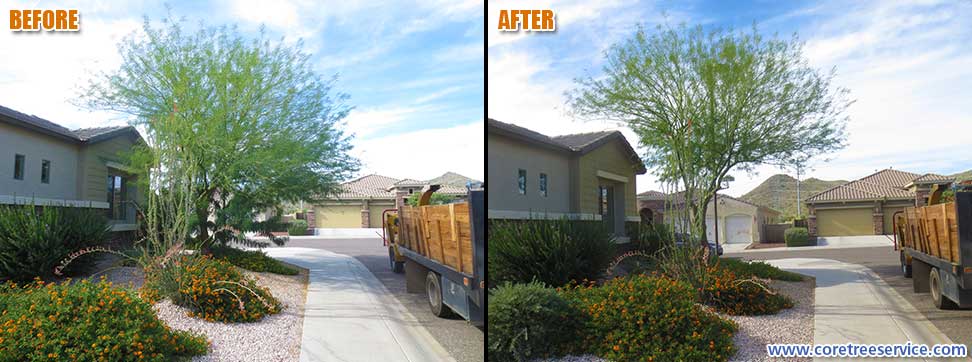 Before & After, trimming a Palo Verde tree in Phoenix, 85024