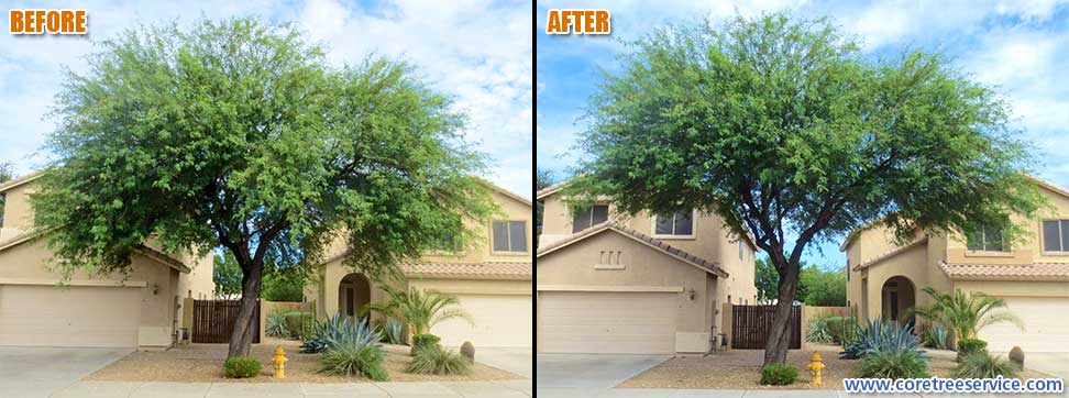 Before & After, trimming a Mesquite Tree in Phoenix, 85083