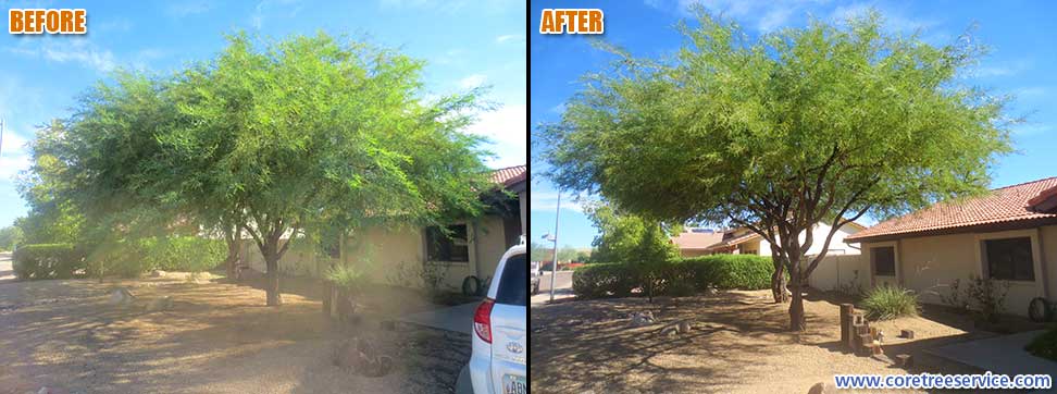 Before & After, trimming 2 Mesquite Trees in Phoenix, 85032