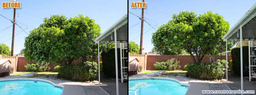 Before & After, lightly trimming an Orange tree in Scottsdale, 85251